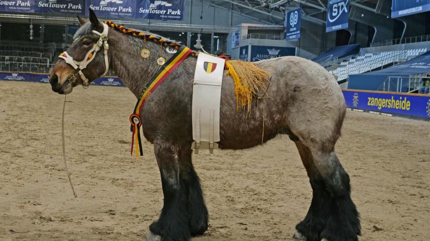 De 8-jarige Melanie van het Voldershof van Wilfried  Verdoodt  (alias Jezus van Malderen),  kampioenmerrie 2022