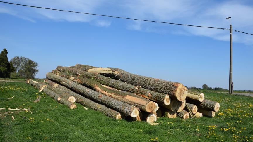 Zo goed als iedereen die bos wil kappen, krijgt daar de nodige vergunning voor.