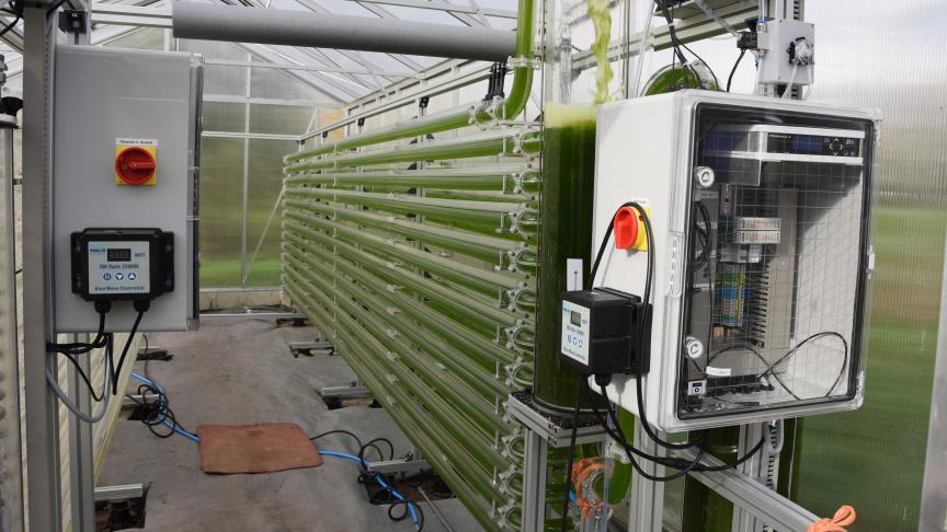 De teelt van (micro)algen kan in Vlaanderen een extra duwtje gebruiken.