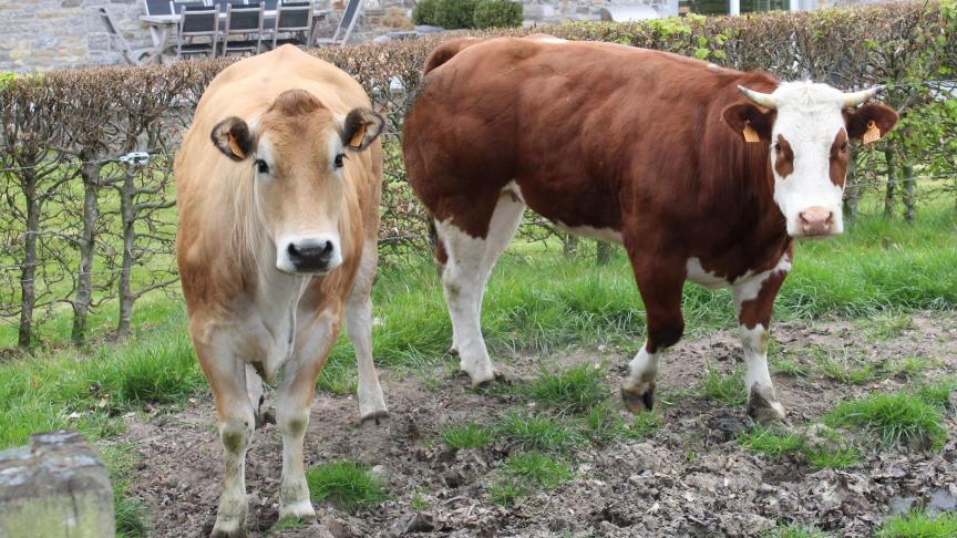 Minder koeien leidt tot minder grasland en meer akkerbouw.