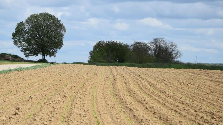Een behandeling tegen groene bladluizen in bietenvelden kan nu nodig zijn, tegen de zwarte bonenluis niet.