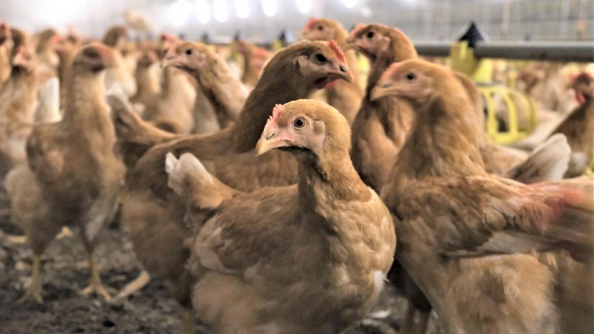 Pluimveehouders Wendy en Joris namen na problemen met salmonella deel aan het Disarmproject.