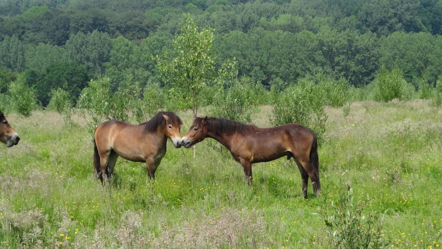 Twee Exmoorpony’s in hun ‘wilde’ biotoop.