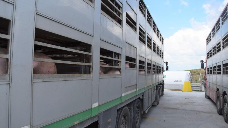 Bij mobiel slachten ervaren de dieren geen transportsress.