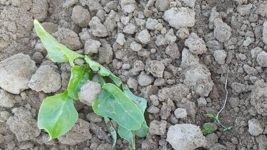 Mechanische onkruidbestrijding kan helpen in de bietenteelt.