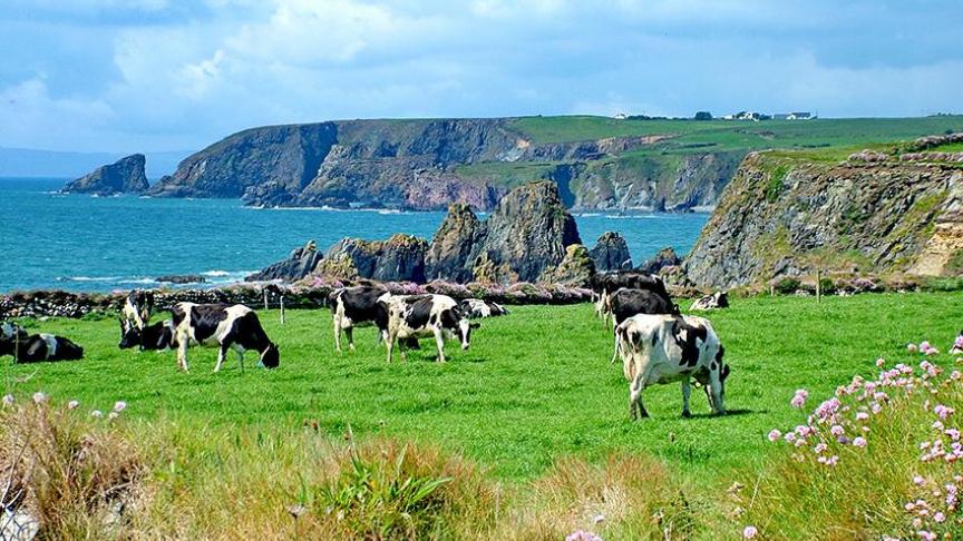 De beschikbaarheid van voorjaarsgras op de weides en de hoge kunstmestprijzen zijn zeker oorzaak van het meer afvoeren van melkkoeien in Ierland.