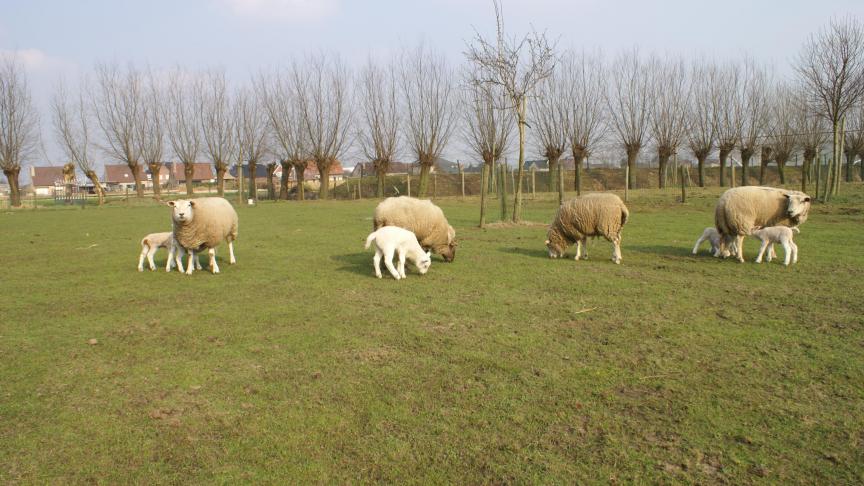 Het is aan te raden om regelmatig mestonderzoek te laten uitvoeren, zodat je de evolutie in de wormbesmetting kan volgen.