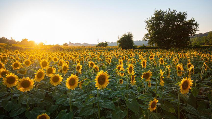 In 16 Franse departementen zijn landbouwers opgeroepen om spaarzaam om te springen met water.