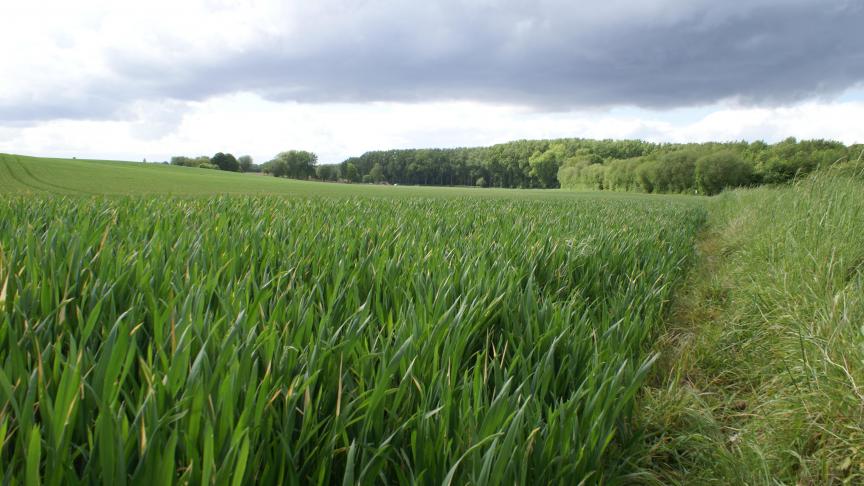 Het is belangrijk je graangewassen goed te monitoren.