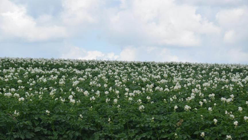 Het Departement Landbouw en Visserij start begin juni met de veldcontroles van de pootaardappelteelten.