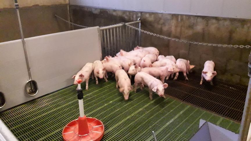 Bij een hoge opbrengst kan het rendabel zijn om eigen soja te verwerken in biggenvoer.