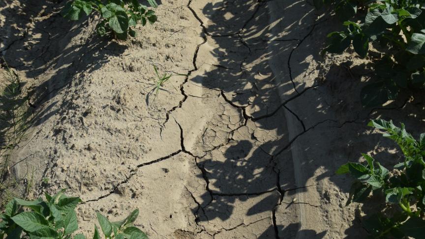 De landbouwers baren zich zorgen rond de droogte.
