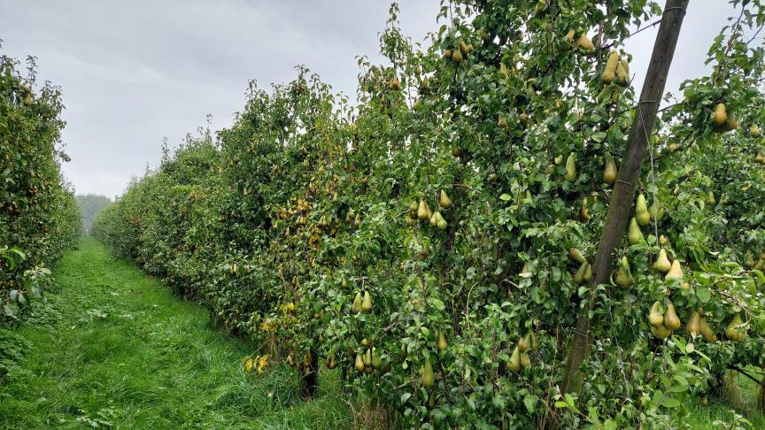 Bacterievuur of perenvuur staat niet meer op de lijst van de Europese quarantaineziekten.