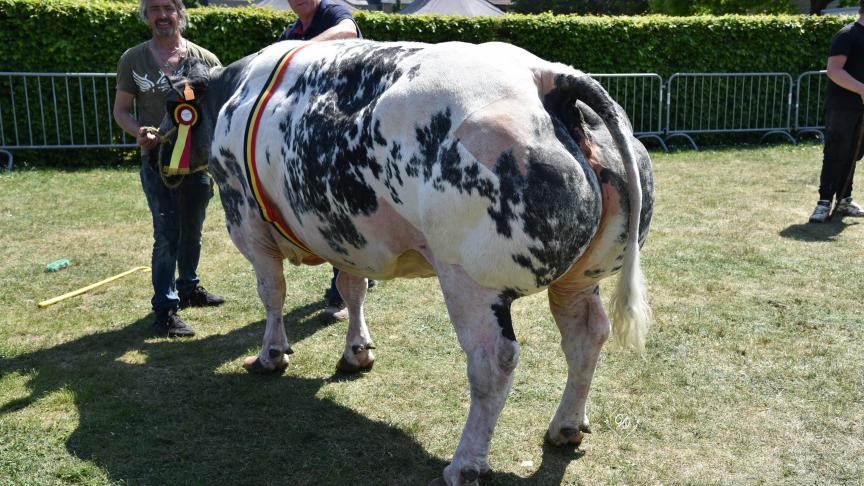 Kampioen koeien: Granny van de Bieshoop (Casper) – eig. Ludo Robberechts, Perk.