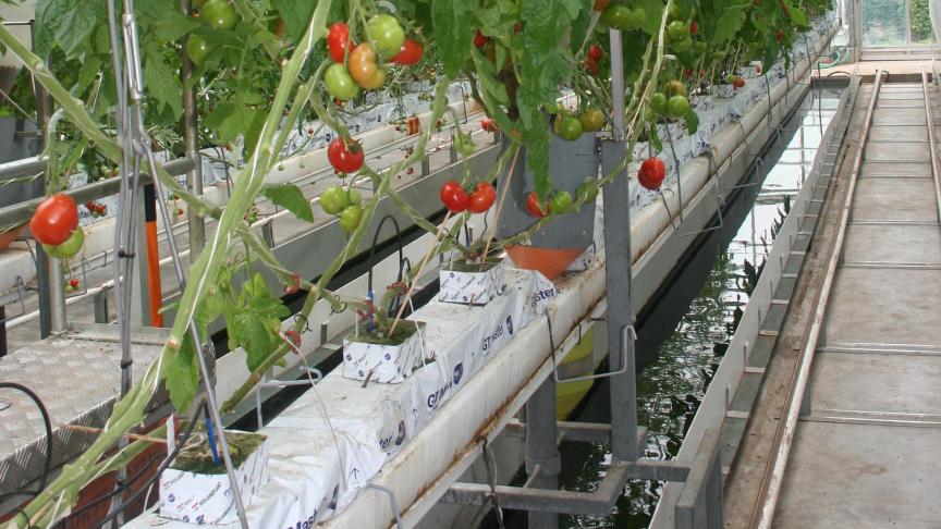 Aquaponics kan een belangrijk wapen zijn om de toekomstige voedselvoorziening te garanderen.