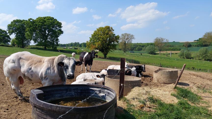 De marktprijs voor BWB stieren en kalveren zit in de lift.