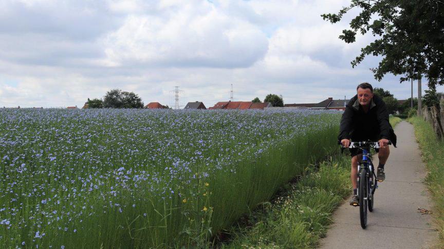 Juni is het ideale moment om te genieten van bloeiende vlasvelden.