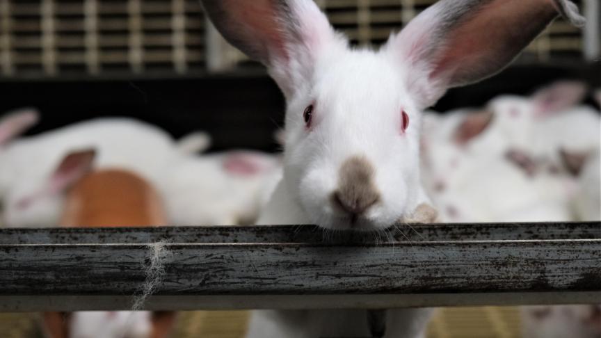 87% van het volume aan konijnenvlees werd vorig jaar gekocht door 50-plussers.