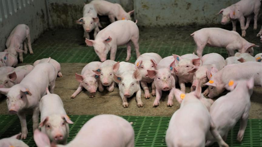 Na de overname bouwden Luc en Daria nog een stuk nieuwe stal aan met extra kraam- en batterijhokken voor het 5 wekensysteem. De biggetjes liggen graag op de verwarmde ondergrond.