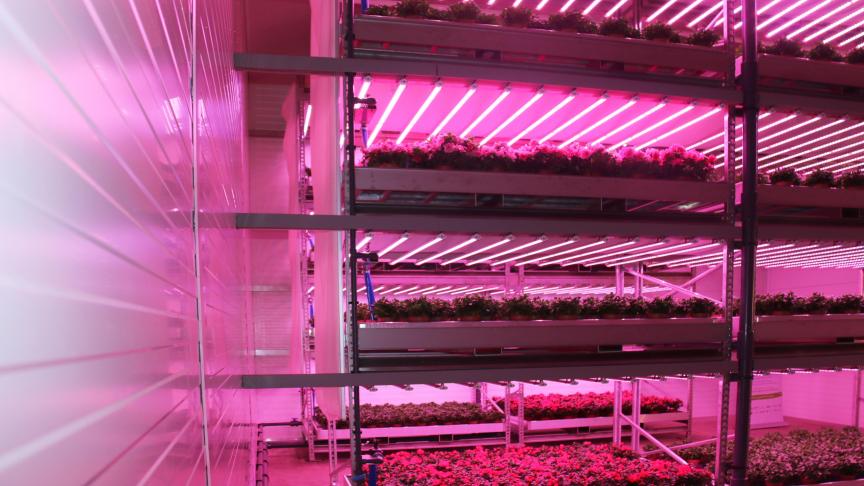 Een nieuw teeltsysteem is daglichtloze meerlagenteelt, dat zijn voordelen heeft naar energiekosten toe.