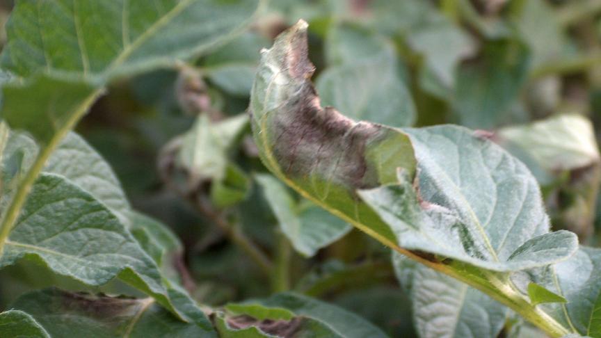 De voorbije 12 dagen waren zeer ongunstig voor de ontwikkeling van aardappelziekte.