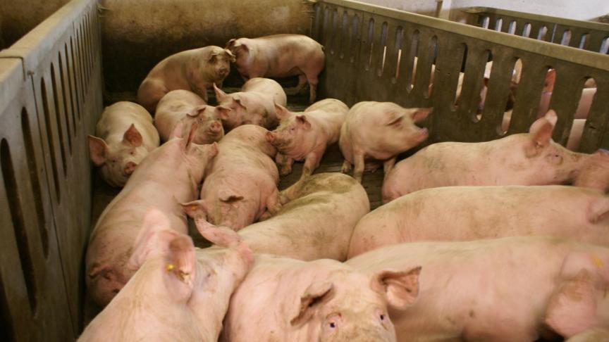 Er wordt voor vleesvarkens een vergoeding voorzien van 154 euro per ingevulde dierplaats.