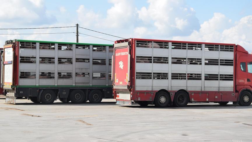 Bij extreme hitte kunnen de slachthuizen vroeger opengaan of op zaterdagen slachten.