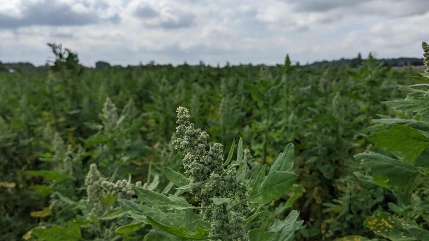 Het areaal met quinoa gaat richting 100 ha. Men wil evolueren naar 1.000 ha.