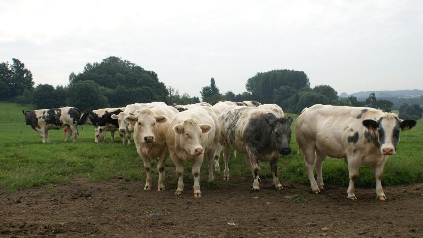 Bij de stieren is er een sterke stijging, bij de koeien is er een status quo.
