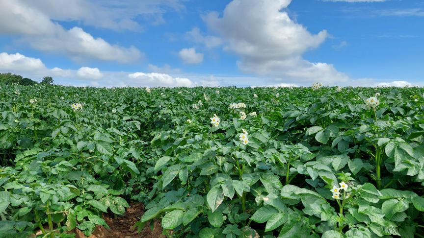Suboptimale omstandigheden zorgen er nu voor dat sommige aardappelvelden sterk afzien.