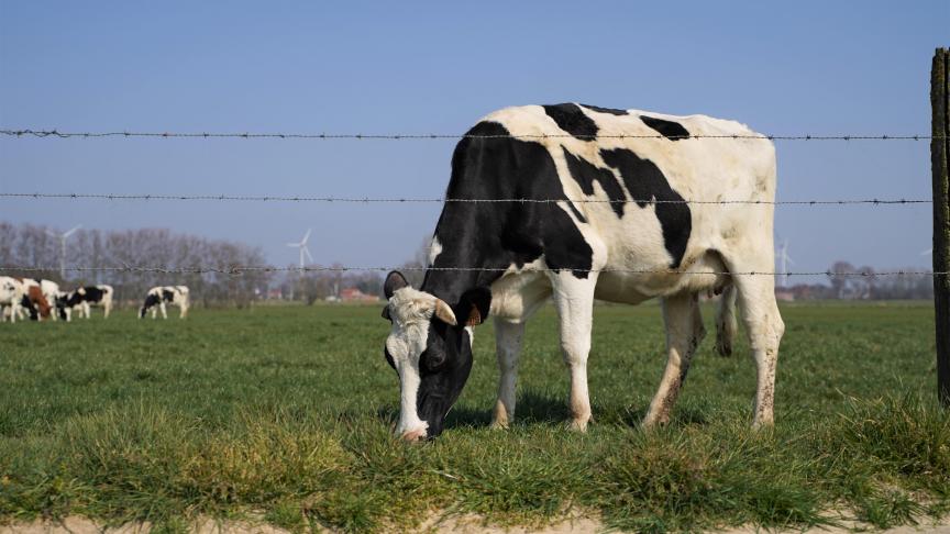 De melkprijs van Milcobel stijgt met 0,50 euro naar 56,00 euro/100 l.
