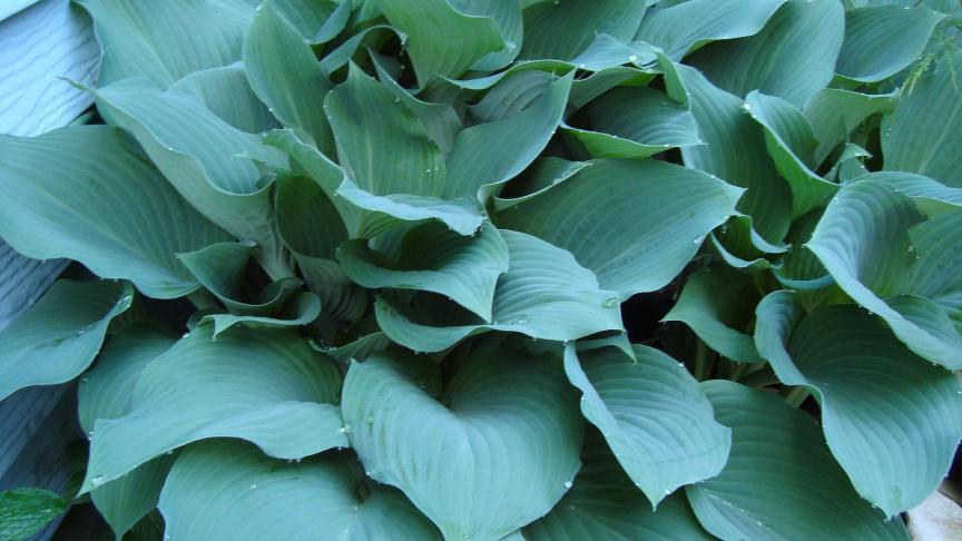 De Hosta sieboldiana heeft grijs-groen getinte bladeren.