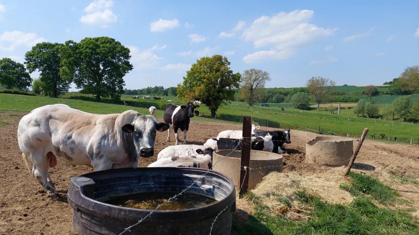 Volgens cijfers van Statbel nam de veestapel vorig jaar in ons land duidelijk af.