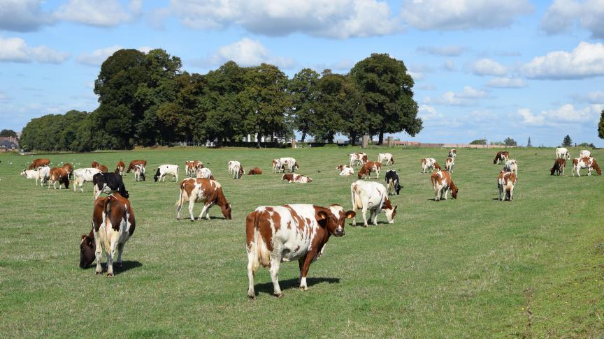 Niet alleen de koe vaart wel bij beweiding, de melk bevat ook meer verzadigde vetzuren.