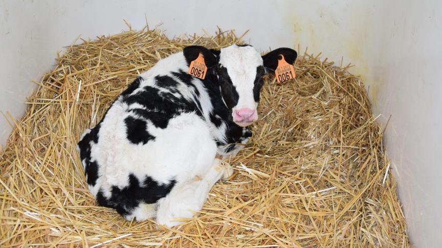 Vandaag worden kalveren meestal in individuele kalverhokken geplaatst. Samenzetten met een ander kalf zou geen invloed hebben op de ziektedruk en voordelen opleveren.