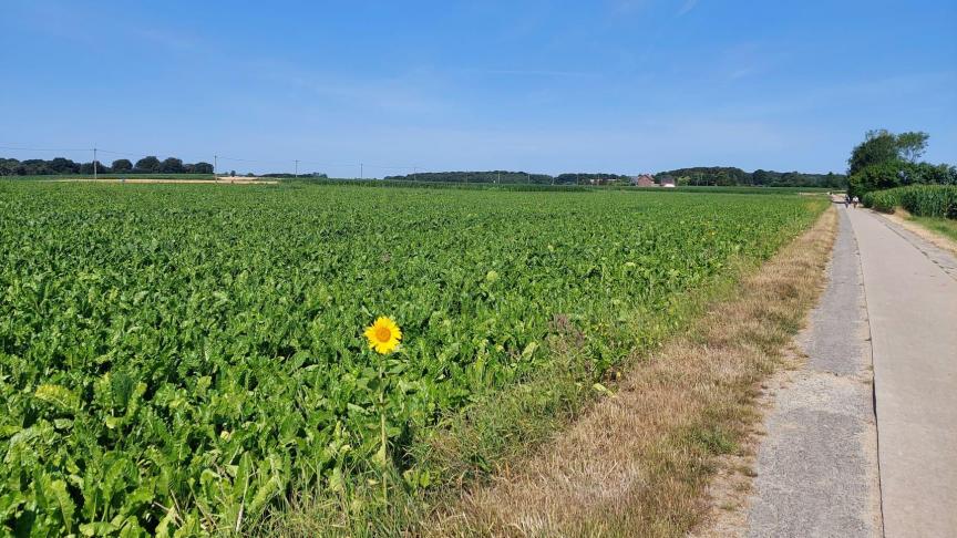 De bladziekten nemen verder toe in suikerbietvelden.
