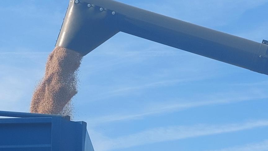 Het graan is van cruciaal belang voor de wereldwijde voedselzekerheid.