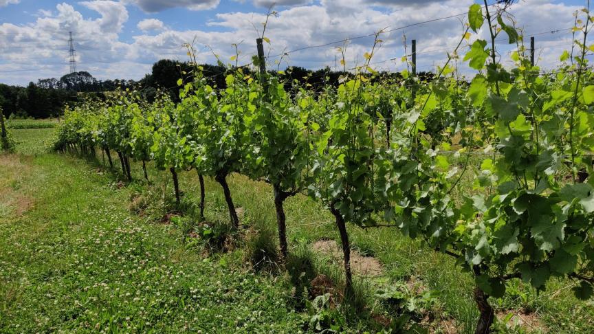 Op bezoek bij Domaine du Chenoy in Emines