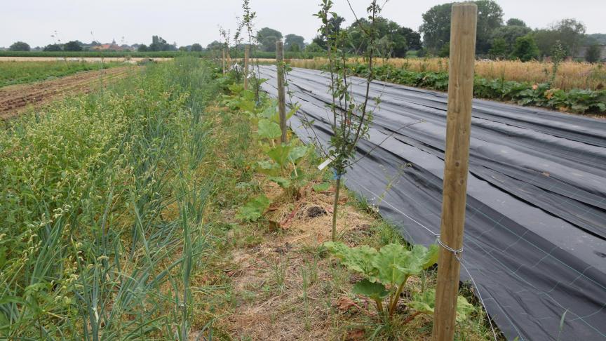 Er wordt een voorkeur gegeven aan inheemse en multifunctionele bomen.
