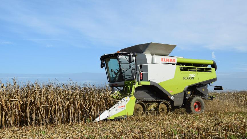 20191024korrelmaisdorsenPellenberg_AV (20)