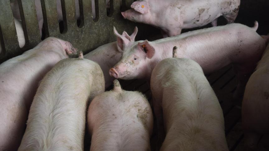 De organen van varkens kunnen mensenlevens redden.