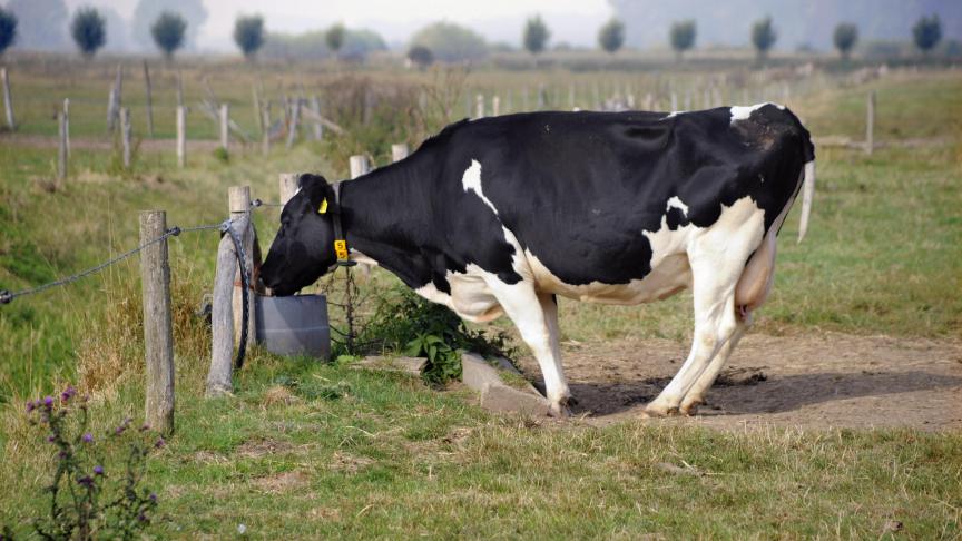 Twee koeien waren overleden door uitdroging, 3 andere koeien en een stier toonden tekenen van uitdroging.