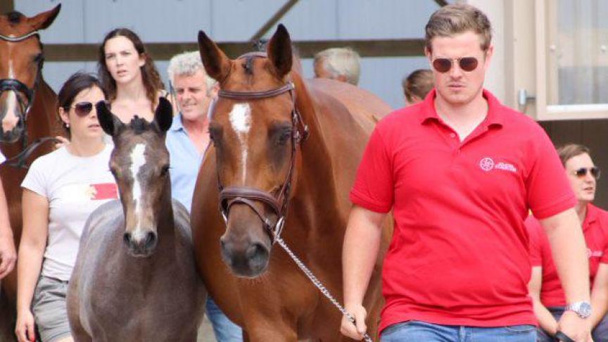 Er gaat veel werk vooraf aan de zorgvuldige voorstelling van merrie en veulen .