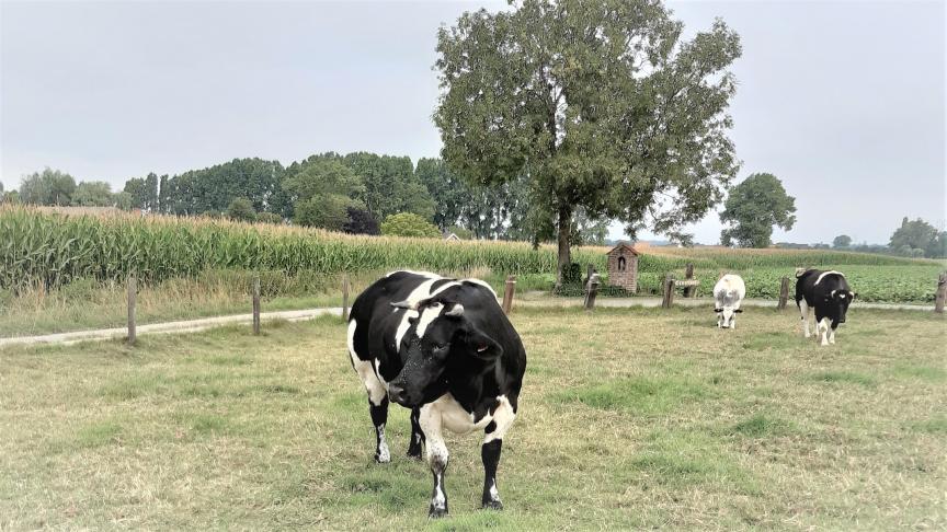 De prijzen voor Belgisch witblauw zijn stabiel.
