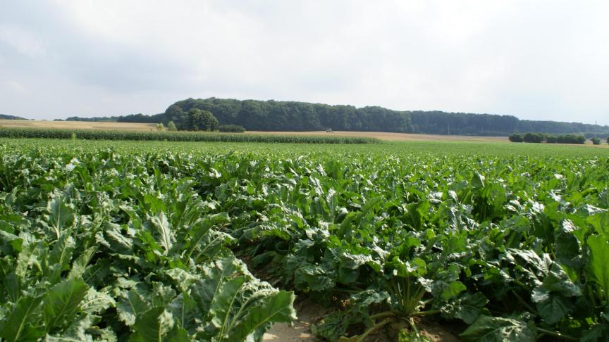 In verschillende Europese landen waarschuwen boeren voor lagere opbrengsten inzake suikerbieten.