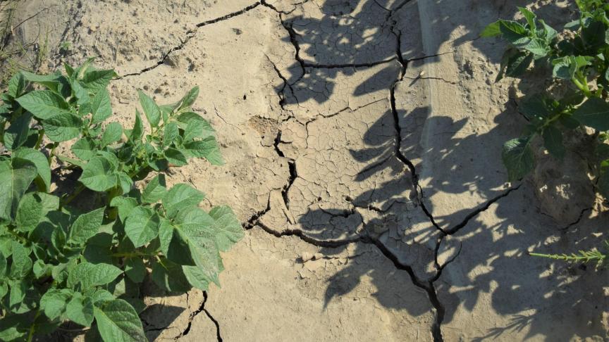 Crelan-klanten in de landbouw die lijden onder de droogte, kunnen 1 jaar kredietuitstel krijgen.