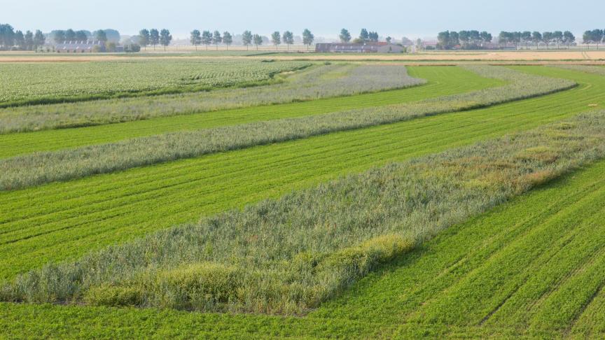 Vogelakker+-+04072018+-+Dieter+Coelembier+-+voor+web+-03