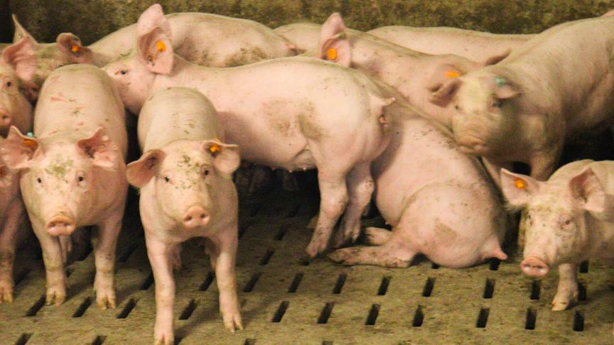 Varkenhouders hebben grote zorgen over het stikstofdossier.