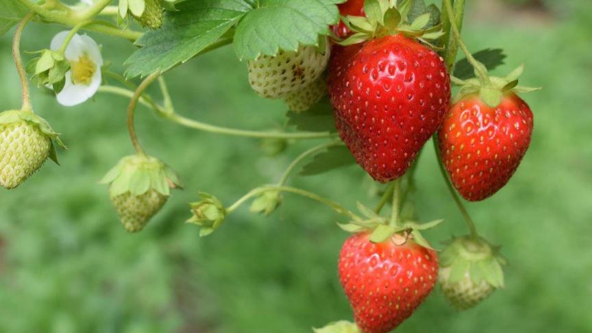 Mits de nodige kennis kweek je zelf de lekkerste aardbeien.