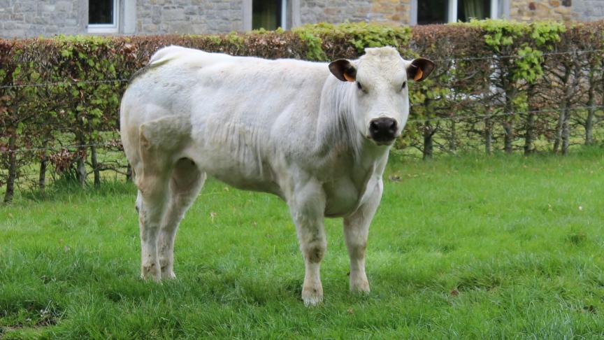 De prijzen voor kalveren en stieren zijn stabiel. De prijzen voor koeien verminderen.
